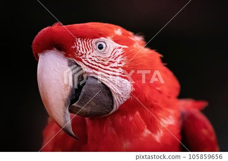 Adult Red and green Macaw 105859656