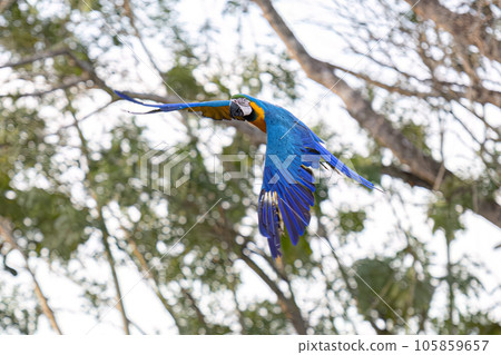 Adult Blue-and-yellow Macaw 105859657