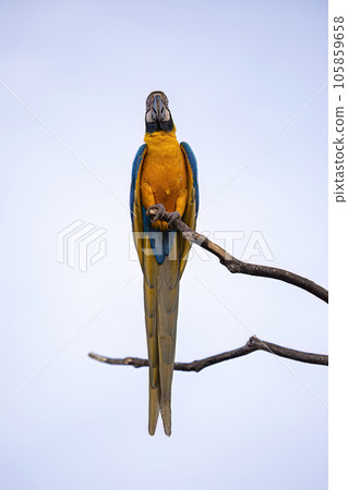 Adult Blue-and-yellow Macaw 105859658