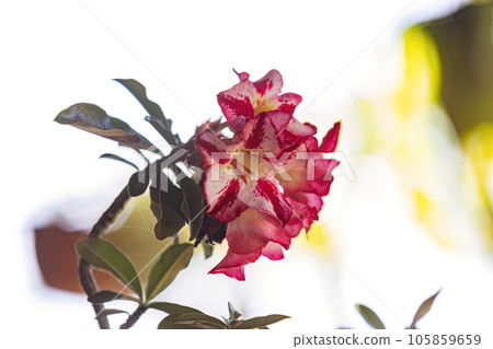 Desert Rose Plant Desert Rose Plant 105859659