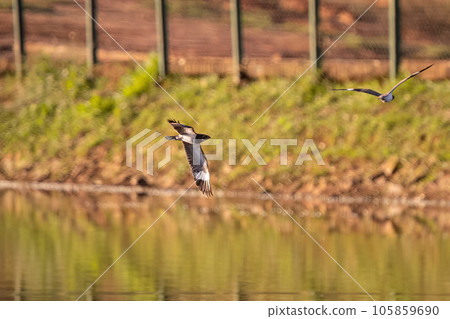 Animal Nacunda Nighthawk in fly 105859690