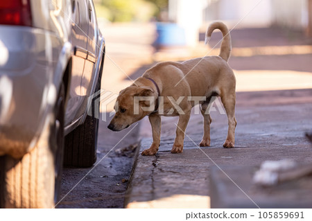 dog on sidewalk sniffing 105859691