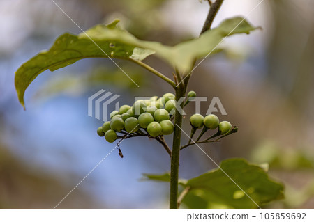 flowering plant commonly known as jurubeba 105859692