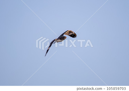 Animal Nacunda Nighthawk in fly Animal Nacunda Nighthawk in fly 105859703