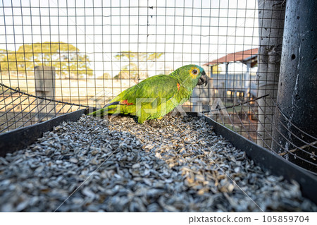 Turquoise fronted Parrot rescued recovering for free reintroduction Turquoise fronted Parrot rescued recovering for free reintroduction 105859704