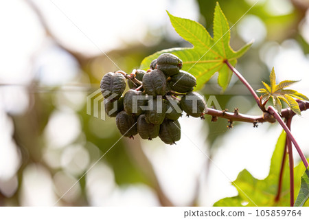 Green Castor Bean Plant Green Castor Bean Plant 105859764