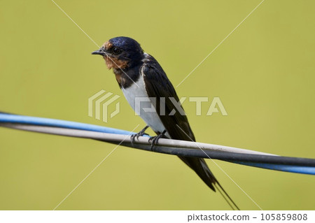 swallow / Japan 105859808