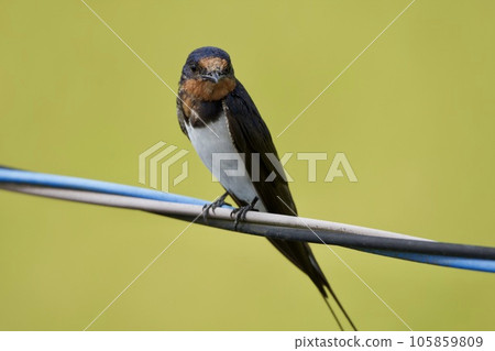 swallow / Japan 105859809