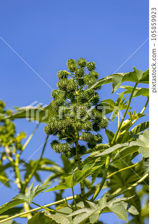 Green Castor Bean Plant 105859923
