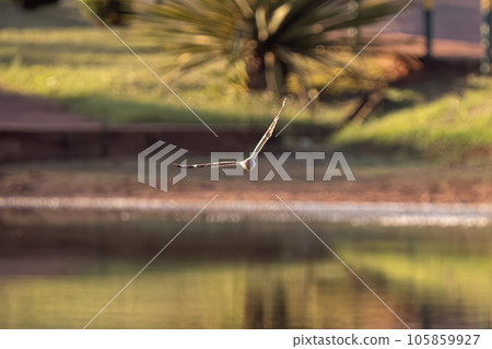 Animal Nacunda Nighthawk in fly 105859927