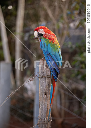 Adult Red and green Macaw 105859946