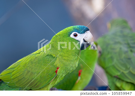 Adult Red shouldered Macaw 105859947