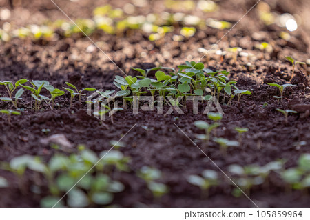 small vegetable plant in a vegetable garden small vegetable plant in a vegetable garden 105859964