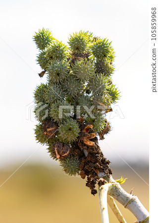 Green Castor Bean Plant 105859968