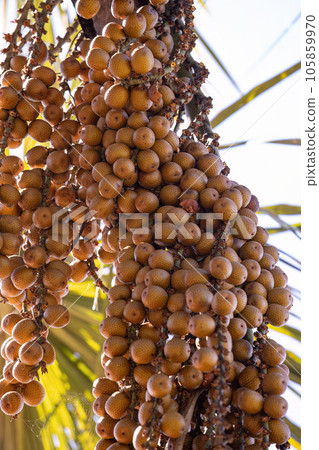 fruits of the buriti palm fruits of the buriti palm 105859970