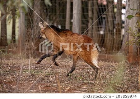 Animal Maned Wolf Animal Maned Wolf 105859974
