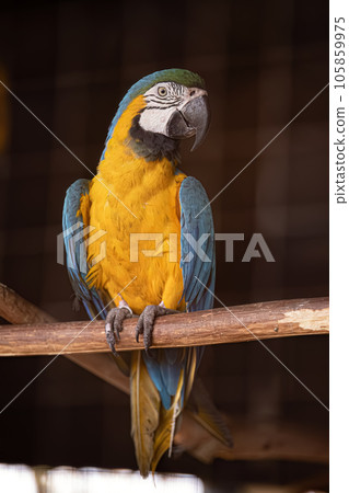 Adult Blue-and-yellow Macaw rescued recovering for free reintroduction Adult Blue-and-yellow Macaw rescued recovering for free reintroduction 105859975
