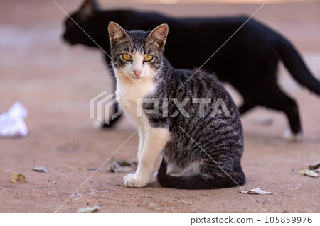 Small domestic cat Small domestic cat 105859976