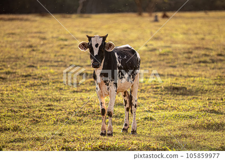 cow farm animals with many insects flying cow farm animals with many insects flying 105859977
