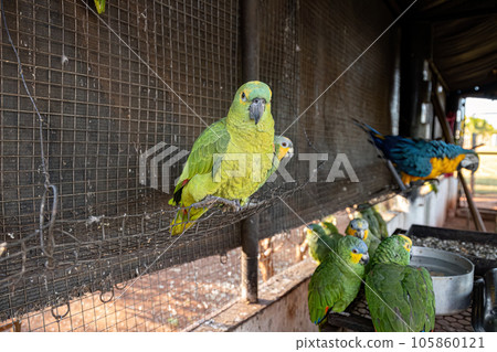 Turquoise fronted Parrot rescued recovering for free reintroduction Turquoise fronted Parrot rescued recovering for free reintroduction 105860121