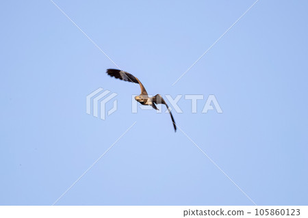 Animal Nacunda Nighthawk in fly 105860123