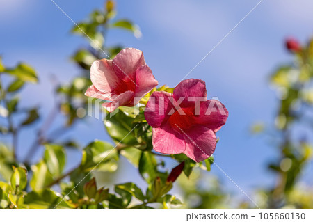 Allamanda Flowering Plant 105860130