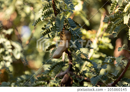 Tamarind Fruiting Tree Tamarind Fruiting Tree 105860145