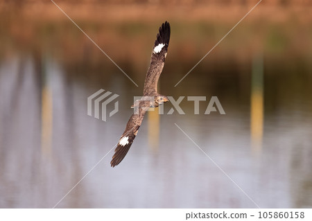 Animal Nacunda Nighthawk in fly 105860158