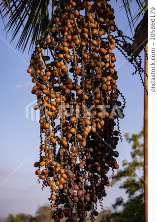 fruits of the buriti palm tree 105860179