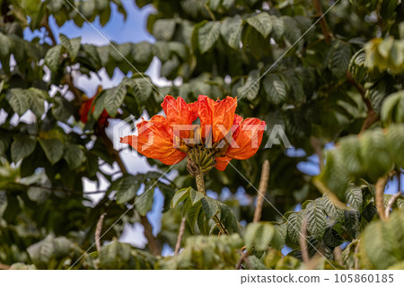 African Tulip Tree Flower 105860185