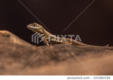 Small ground lizard Small ground lizard 105860186