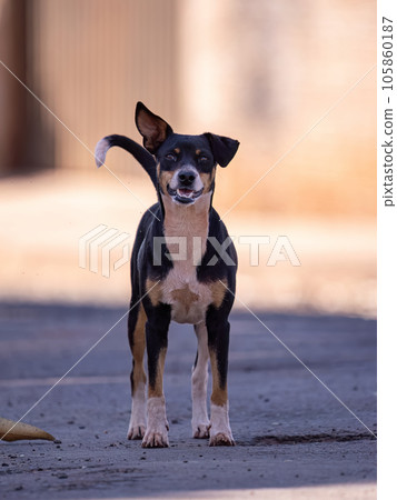 mammal small cute dog in street 105860187