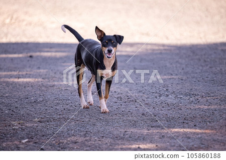 mammal small cute dog in street mammal small cute dog in street 105860188