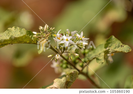 flowering plant commonly known as jurubeba 105860190