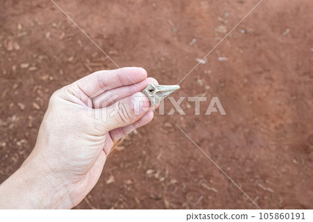 hand holding small piece of fossil 105860191