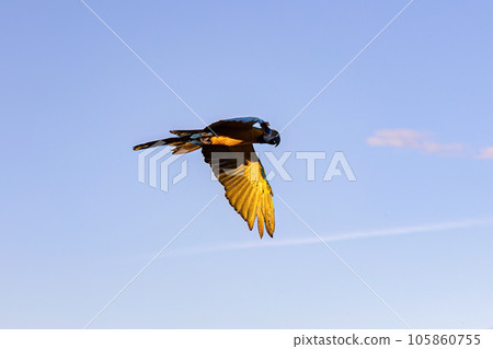 Adult Blue-and-yellow Macaw Adult Blue-and-yellow Macaw 105860755