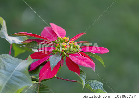 Poinsettia Flowering Plant 105860757