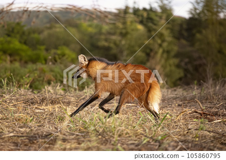 Animal Maned Wolf Animal Maned Wolf 105860795