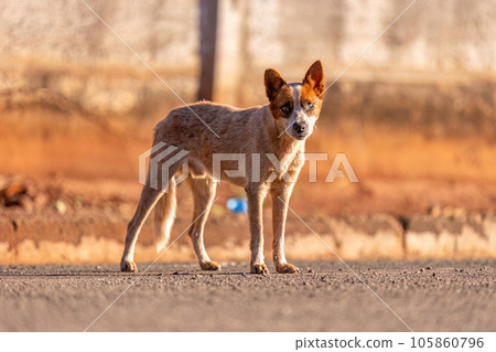 animal mammal dog in the street animal mammal dog in the street 105860796