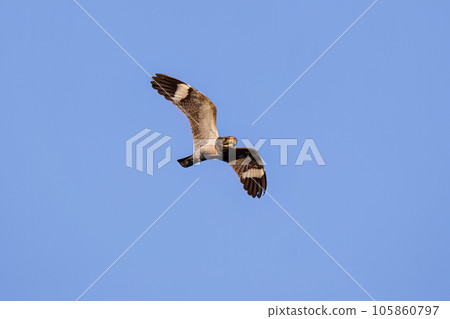 Animal Nacunda Nighthawk in fly Animal Nacunda Nighthawk in fly 105860797