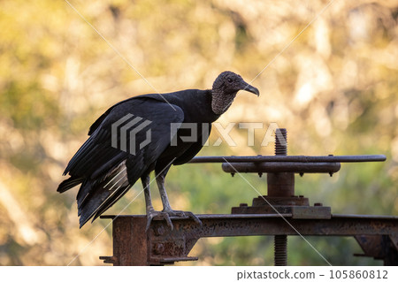 Animal Black Vulture Animal Black Vulture 105860812