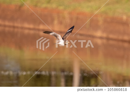 Animal Nacunda Nighthawk in fly Animal Nacunda Nighthawk in fly 105860818