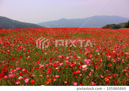 Shirley Poppies in full bloom "Poppies in the Sky" (3) Shirley Poppies in full bloom "Poppies in the Sky" (3) 105860860