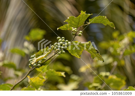 flowering plant commonly known as jurubeba 105861009