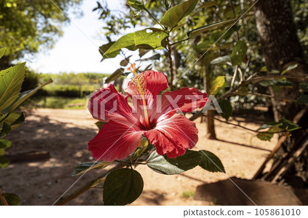 Red Hibiscuses Flower Red Hibiscuses Flower 105861010