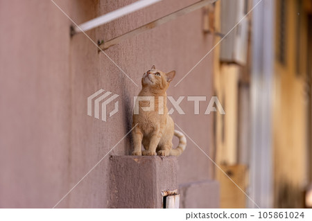 Small domestic cat Small domestic cat 105861024