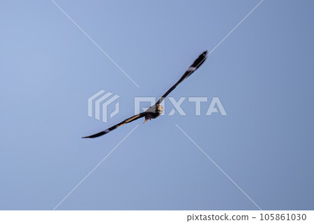 Animal Nacunda Nighthawk in fly Animal Nacunda Nighthawk in fly 105861030