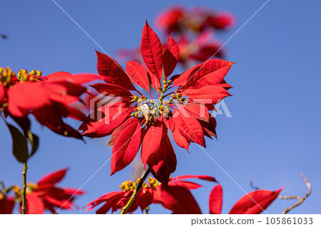 Poinsettia Flowering Plant Poinsettia Flowering Plant 105861033