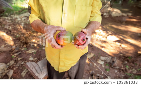 farmer holding two mango fruits farmer holding two mango fruits 105861038