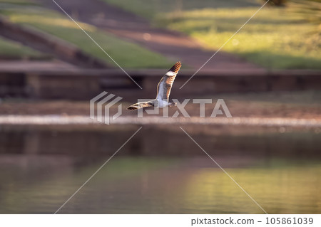 Animal Nacunda Nighthawk in fly Animal Nacunda Nighthawk in fly 105861039